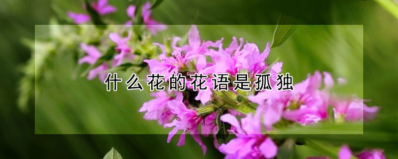 什么花的花语是孤独（什么花的花语是孤独迷茫）