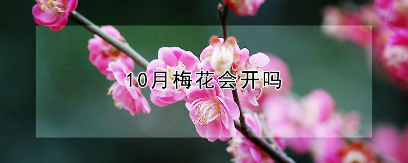 10月梅花会开吗(梅花十月份就开花了)