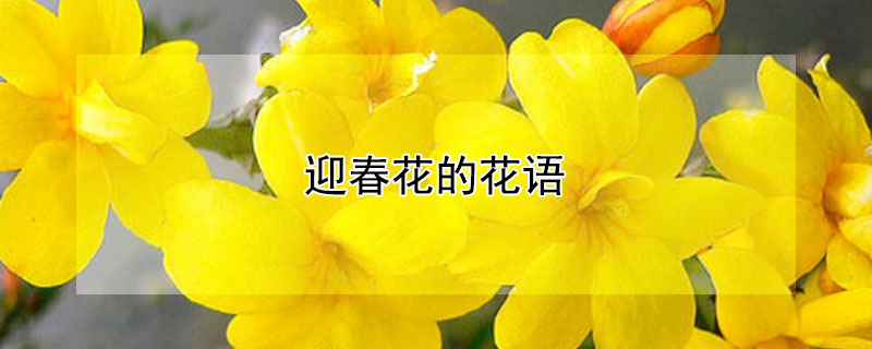 迎春花的花语（迎春花的花语功效特点诗词）