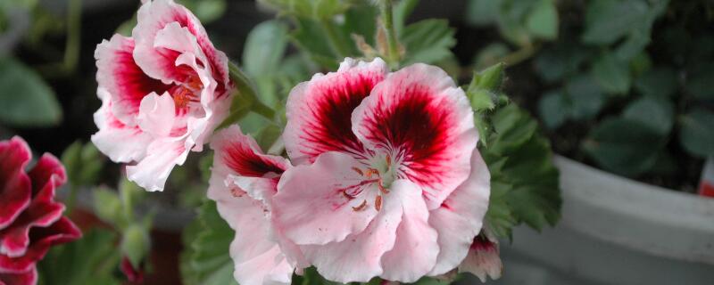 天竺葵花语（天竺葵的花语和寓意）