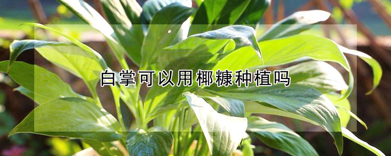 白掌可以用椰糠种植吗 白掌能用椰砖种植吗?