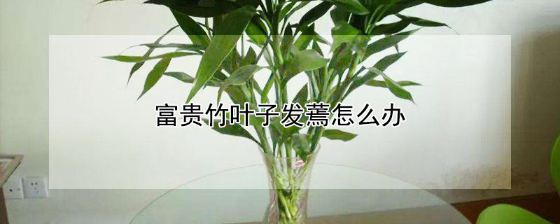 富贵竹叶子发蔫怎么办 富贵竹叶蔫了用什么办法补救