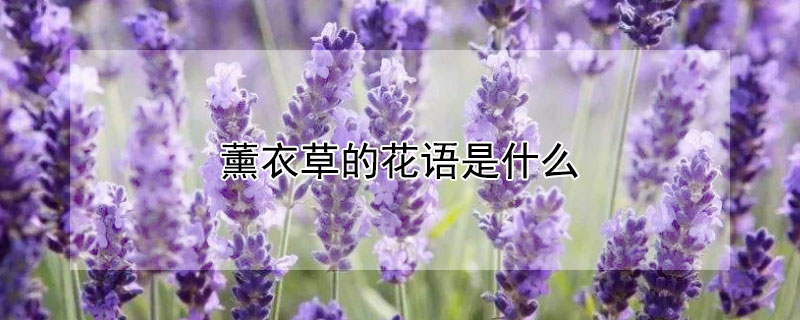薰衣草的花语是什么 花语薰衣草的花语是什么