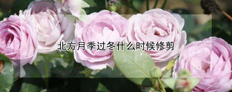 北方月季过冬什么时候修剪(北方冬天月季几月份修剪)