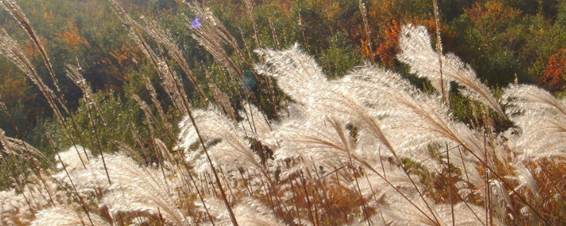 菅芒花象征什么 菅芒是什么意思