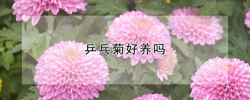 乒乓菊好养吗（乒乓球菊好养吗）