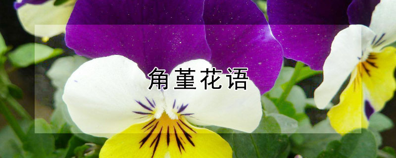 角堇花语（角堇花语诗）