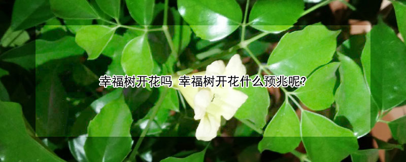 幸福树开花吗（幸福树开花吗图片 预兆）