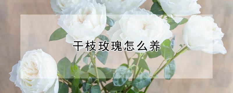 干枝玫瑰怎么养 玫瑰花怎么养活