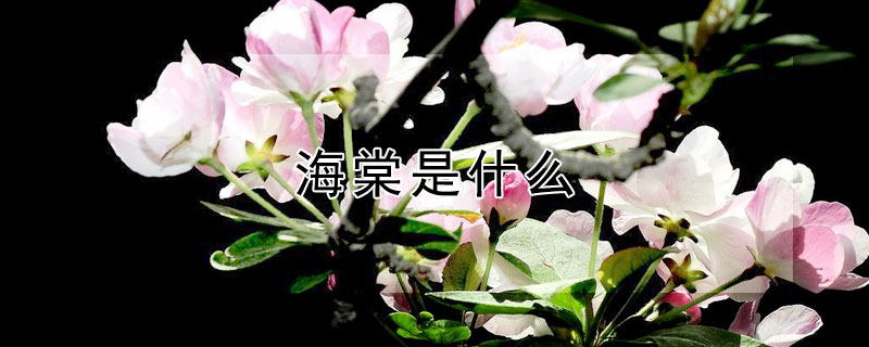 海棠是什么 海棠是什么网站