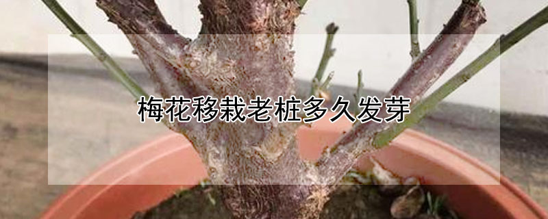 梅花移栽老桩多久发芽（梅花老桩多久生根）