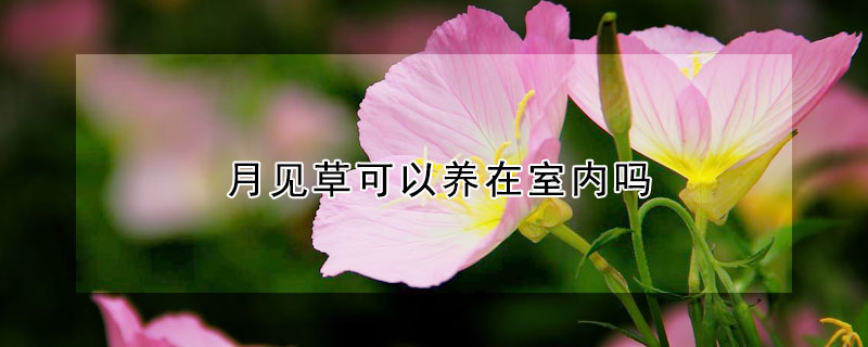 月见草可以养在室内吗（月见草可以盆栽吗）
