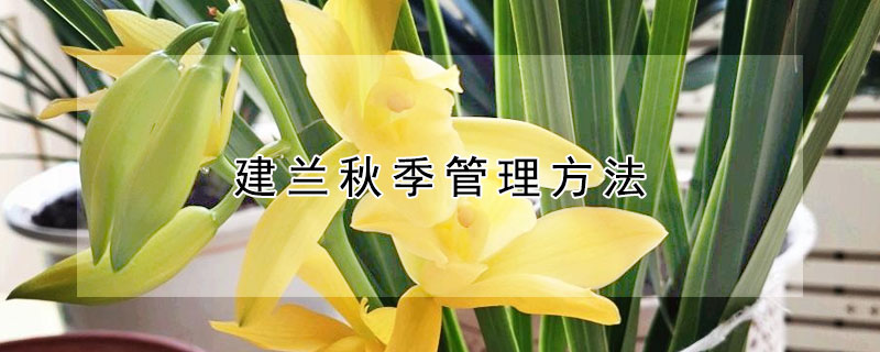 建兰秋季管理方法（建兰秋季如何护理）