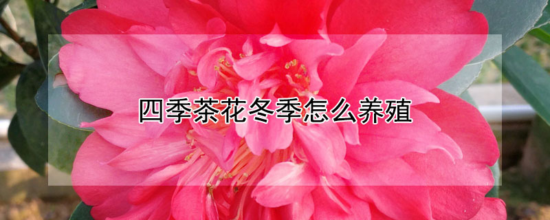 四季茶花冬季怎么养殖 四季茶花冬季怎么养殖冬季放在室内什么地方