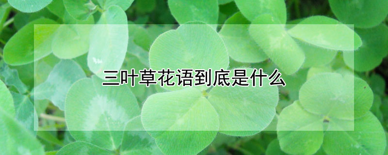 三叶草花语到底是什么 三叶草的花语是什么?