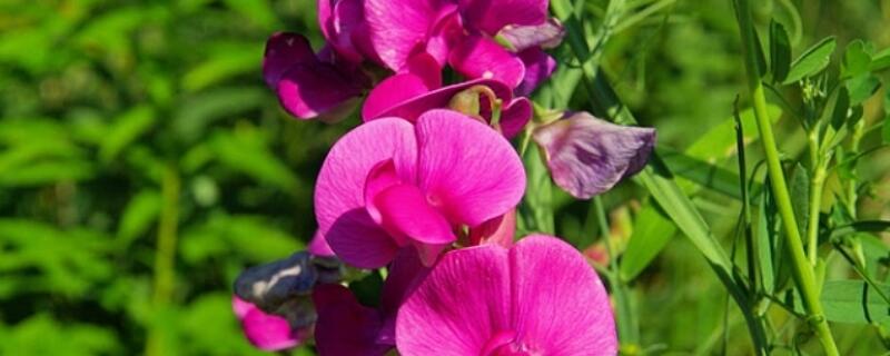 香豌豆花语 香豌豆花语千与千寻