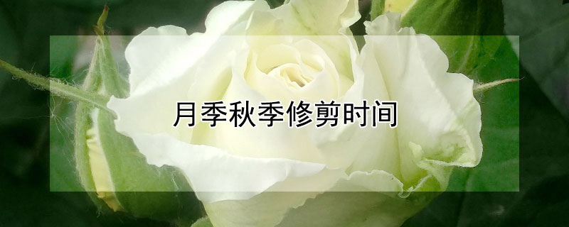 月季秋季修剪时间（月季秋季什么时候修剪）