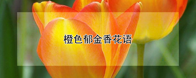 橙色郁金香花语 橙色郁金香花语和寓意