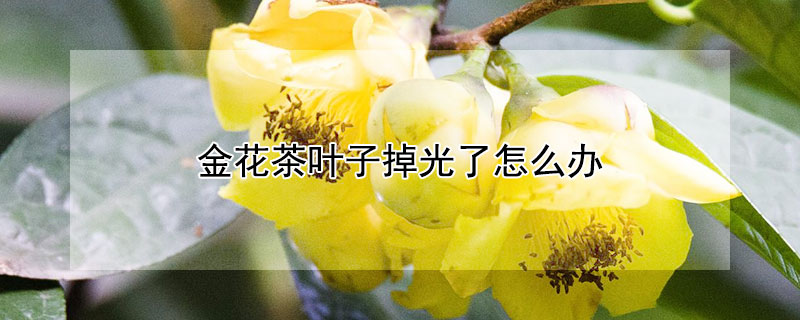 金花茶叶子掉光了怎么办（金花茶的叶子掉光了是什么原因）
