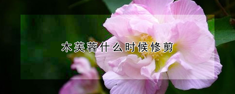 木芙蓉什么时候修剪（木芙蓉开花后怎么修剪示意图）