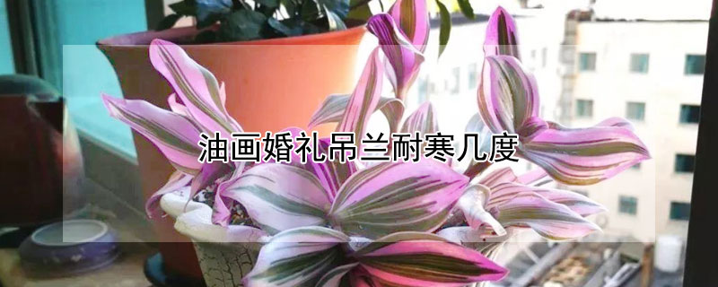 油画婚礼吊兰耐寒几度 婚礼油画吊兰怎么过冬