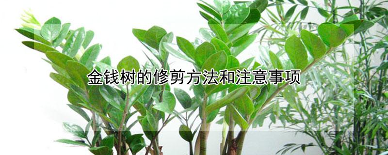 金钱树的修剪方法和注意事项（金钱树要怎样修剪）