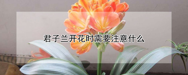 君子兰开花时需要注意什么（君子兰要开花的时候需要注意什么）