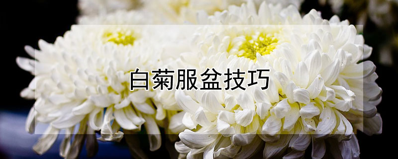 白菊服盆技巧（白菊多少度容易服盆）