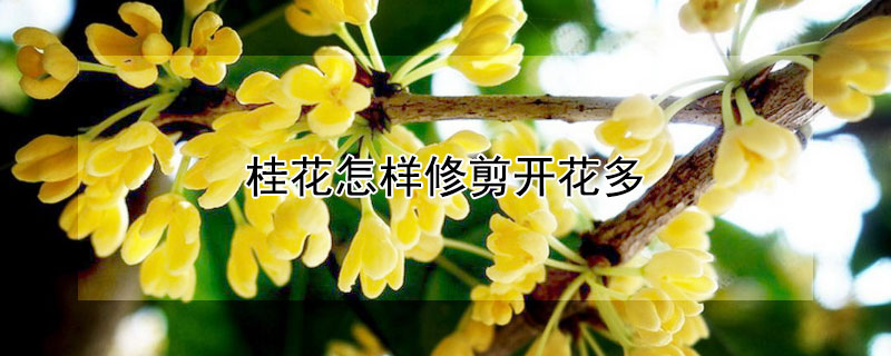 桂花怎样修剪开花多(桂花怎样修剪开花多视频)