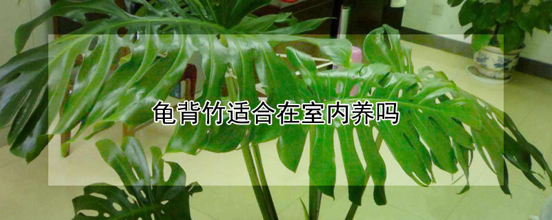 龟背竹适合在室内养吗（龟背竹适合在室外养吗）