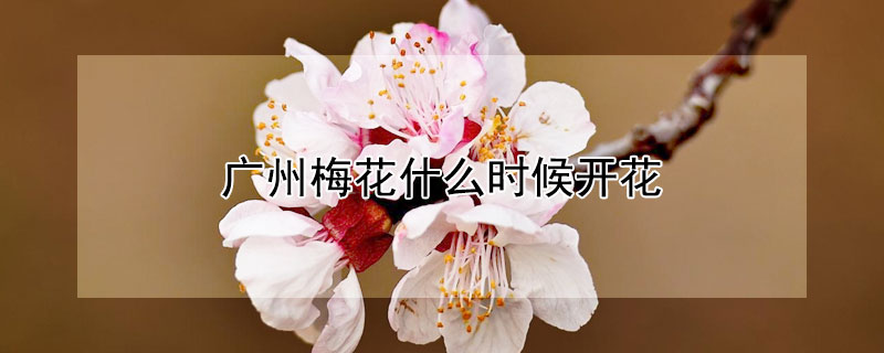 广州梅花什么时候开花（广州梅花花期多长时间）