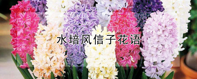 水培风信子花语（水培风信子有什么寓意）