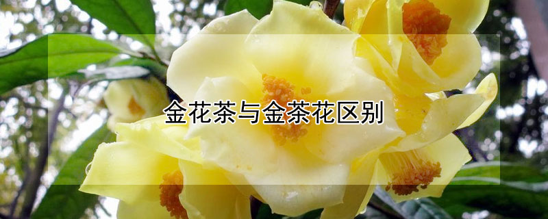 金花茶与金茶花区别（金花茶的金花是什么）