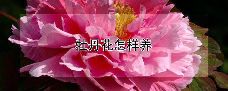 牡丹花怎样养 牡丹花怎样养护