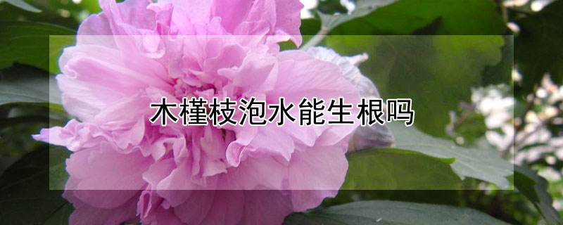 木槿枝泡水能生根吗 木槿花洗根能活吗