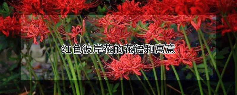 红色彼岸花的花语和寓意（红色彼岸花语什么意思）