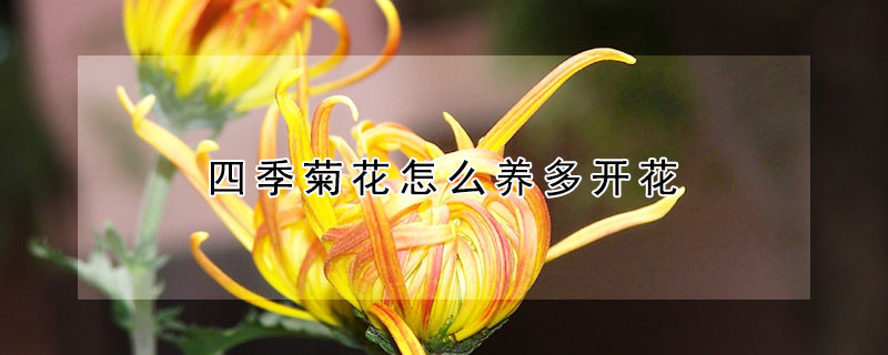 四季菊花怎么养多开花（怎样让菊花一年四季开花）