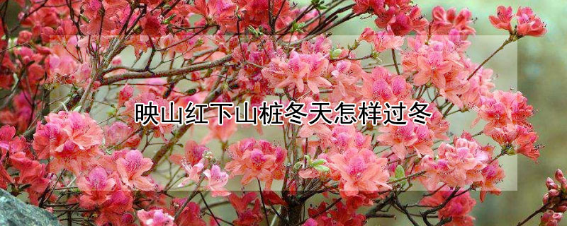 映山红下山桩冬天怎样过冬(立秋后映山红下山桩能栽活吗)