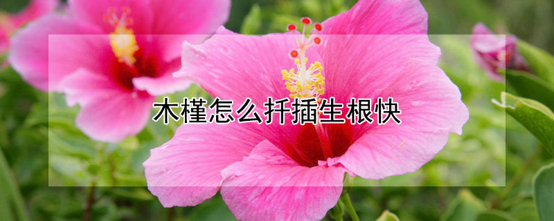 木槿怎么扦插生根快 木槿扦插多少天生根