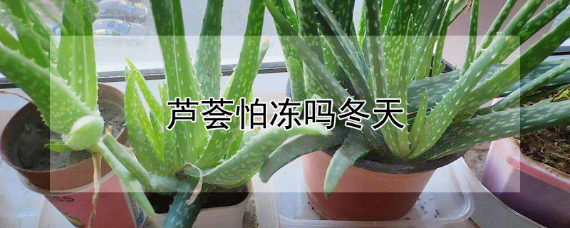 芦荟怕冻吗冬天 芦荟怕不怕冻