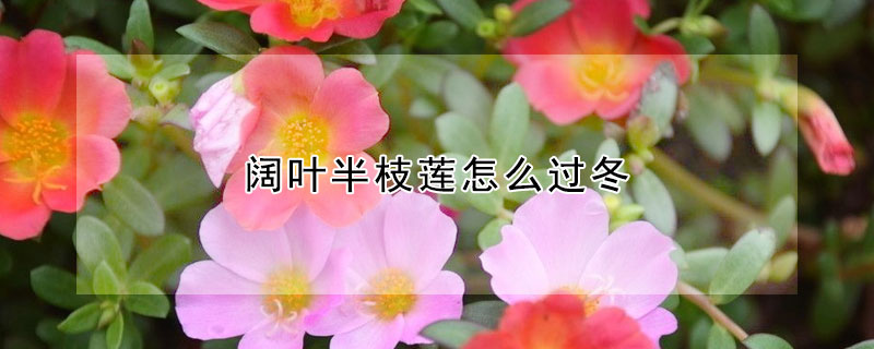 阔叶半枝莲怎么过冬 半枝莲能过冬吗