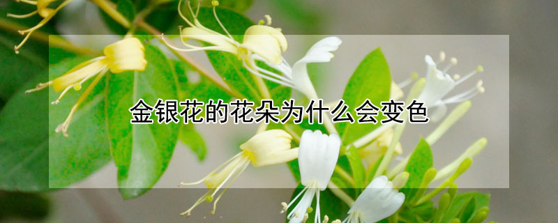 金银花的花朵为什么会变色（金银花的花朵为什么会变色abc哪一个）