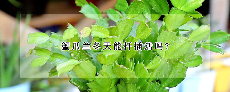 蟹爪兰冬天能扦插活吗? 冬季扦插蟹爪兰能成活吗