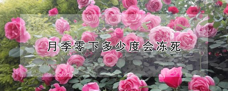 月季零下多少度会冻死 月季在零下多少度能冻死