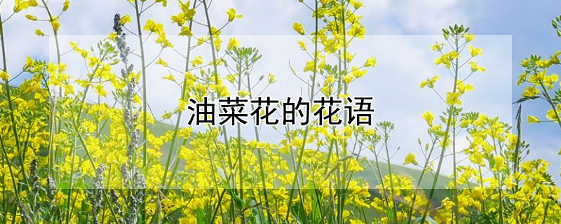 油菜花的花语 油菜花的花语和寓意