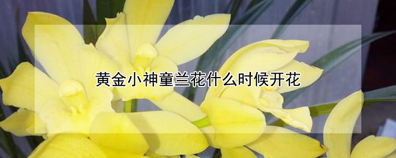 黄金小神童兰花什么时候开花(黄金小神童兰花什么时候开花开花香吗)