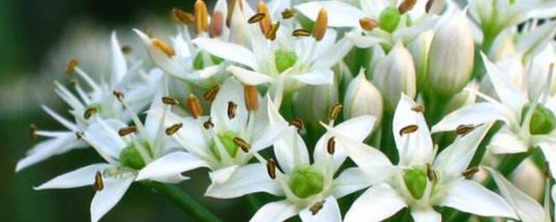 韭菜花花语（韭菜花语是什么）