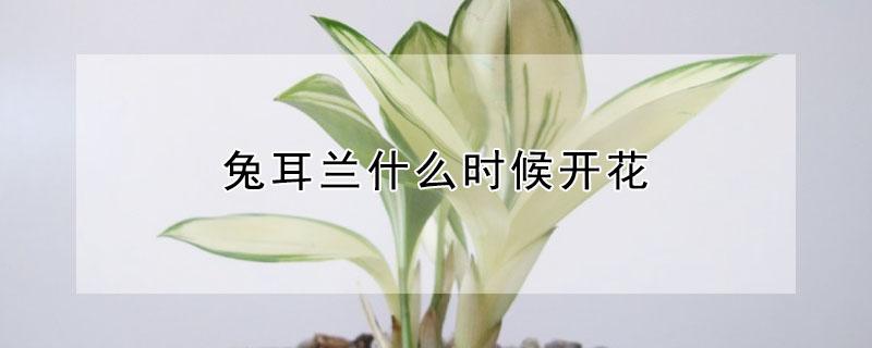 兔耳兰什么时候开花（兔耳兰什么时候出花苞）