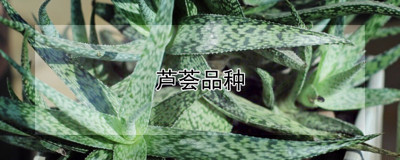 芦荟品种（芦荟品种有哪些哪种比较好）