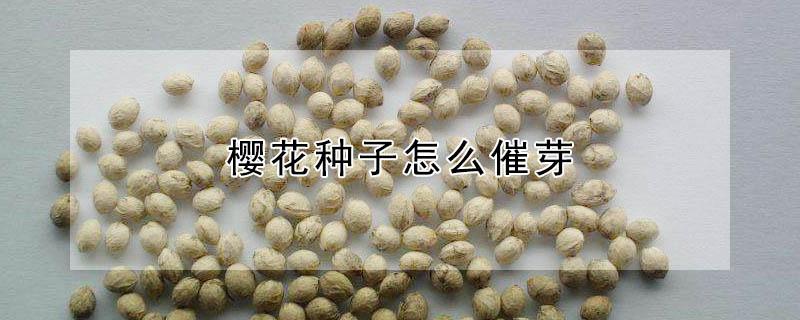 樱花种子怎么催芽(金樱子种子如何催芽)